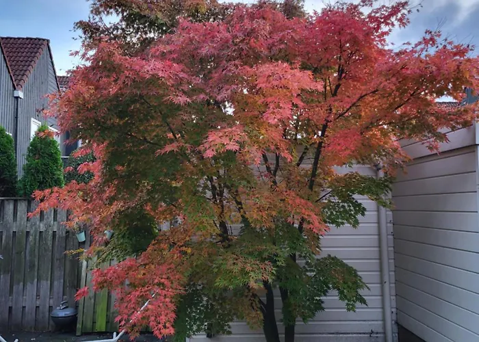 Blauwe Druif * ウェフヘル